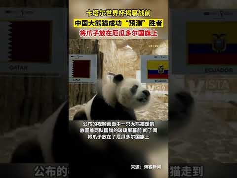 斯帕莱蒂,德国队体型,优势明显,OD体育,OD体育入口,OD体育平台,OD体育官方